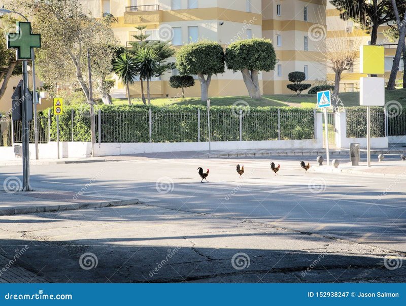 Chicken road game in Spain