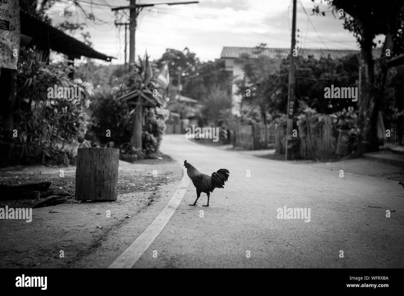 Guide to chicken road oficial
