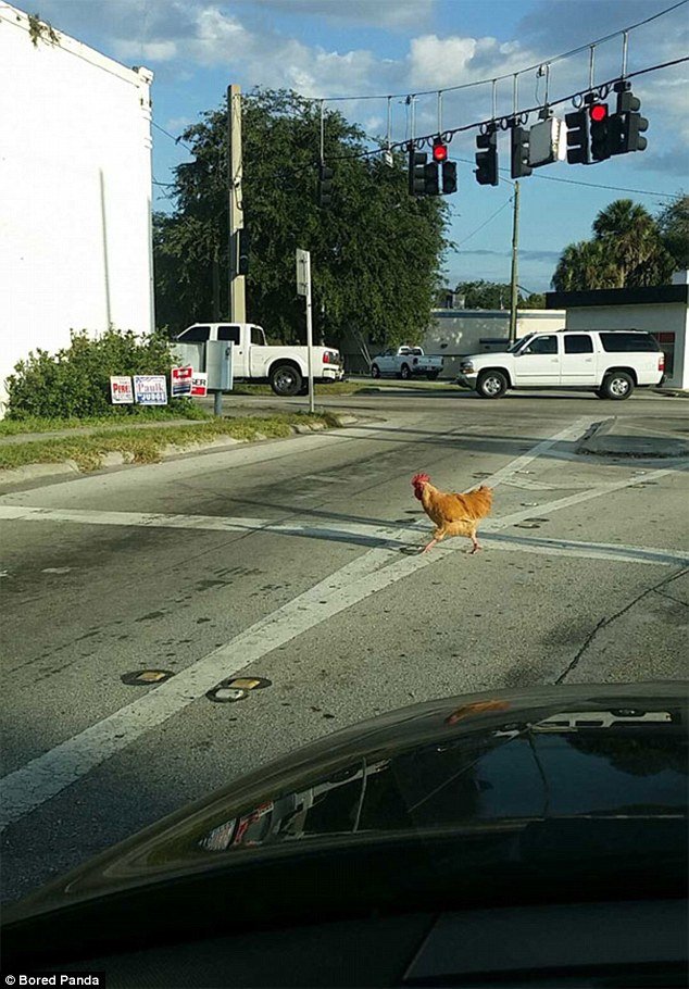 Learn about chicken road slot